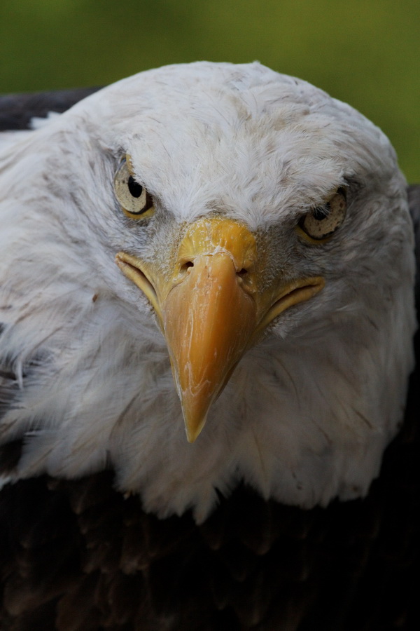Some Kinda Stare in Highlands, North Carolina