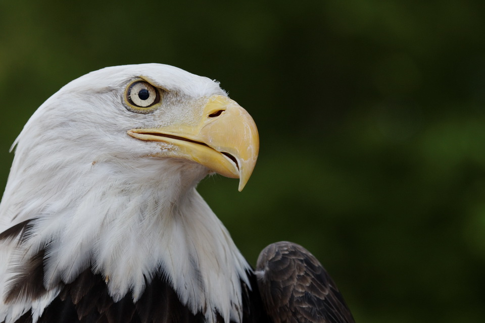 Proud Profile in Highlands, North Carolina