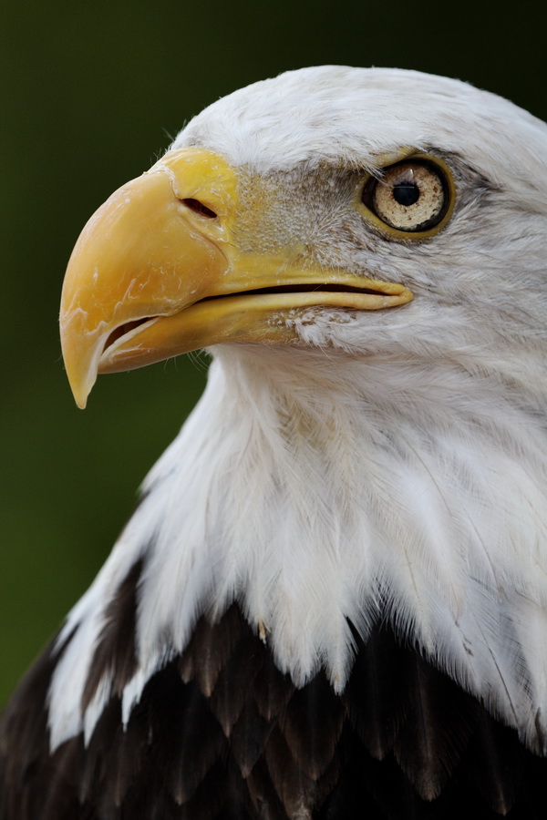 Nice Beak in Highlands, North Carolina