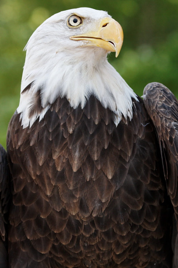 Big Bird in Highlands, North Carolina