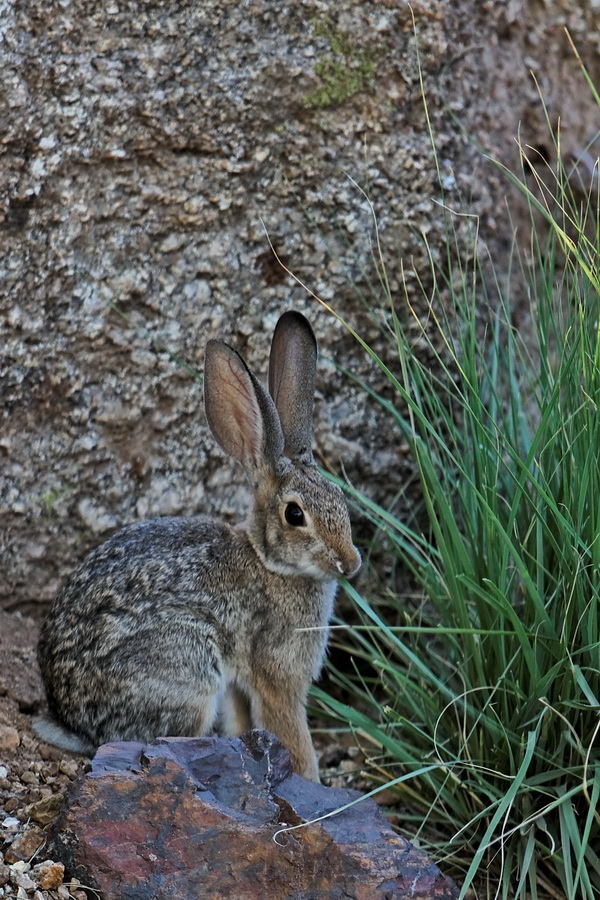 Desert Cottontail in Phoenix, Arizona