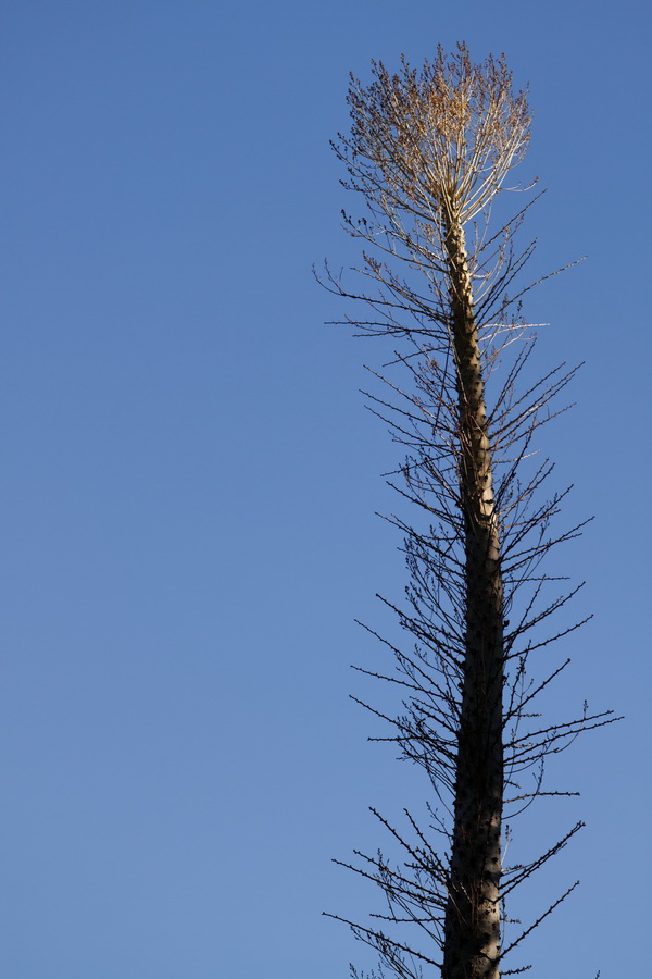Tall Stem in Phoenix, Arizona