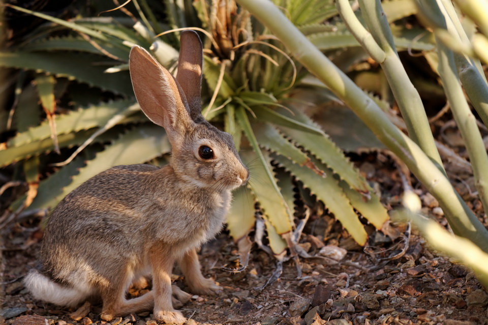 Morning in the Desert in Phoenix, Arizona