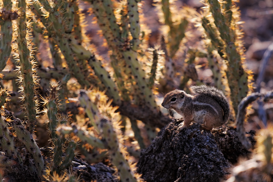 Thorney Perch in Phoenix, Arizona