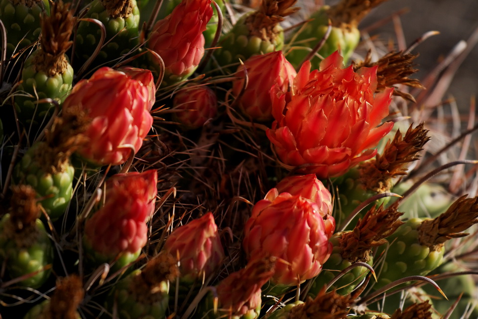Fire Buds in Phoenix, Arizona