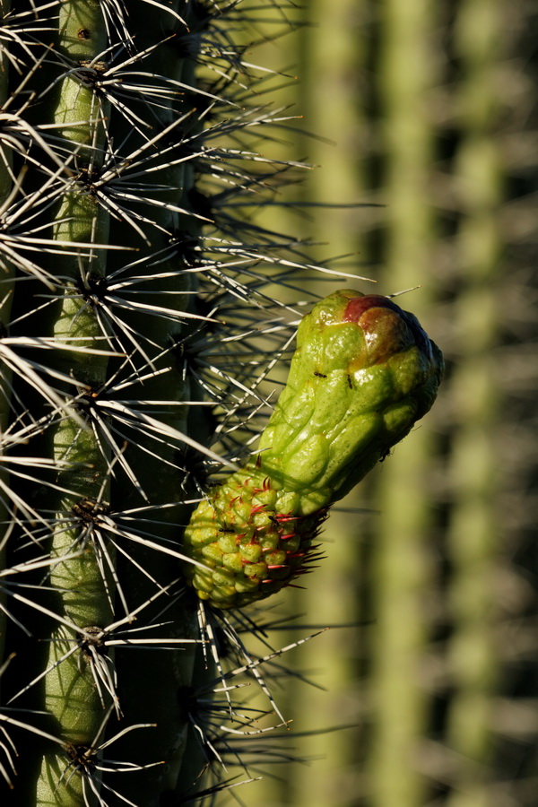Cactus Bud in Phoenix, Arizona