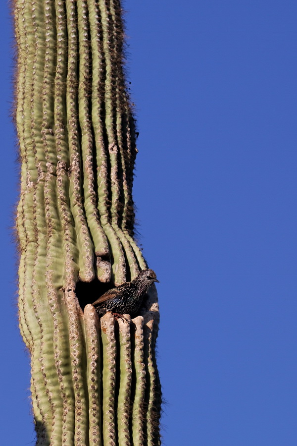 Room With A View in Phoenix, Arizona