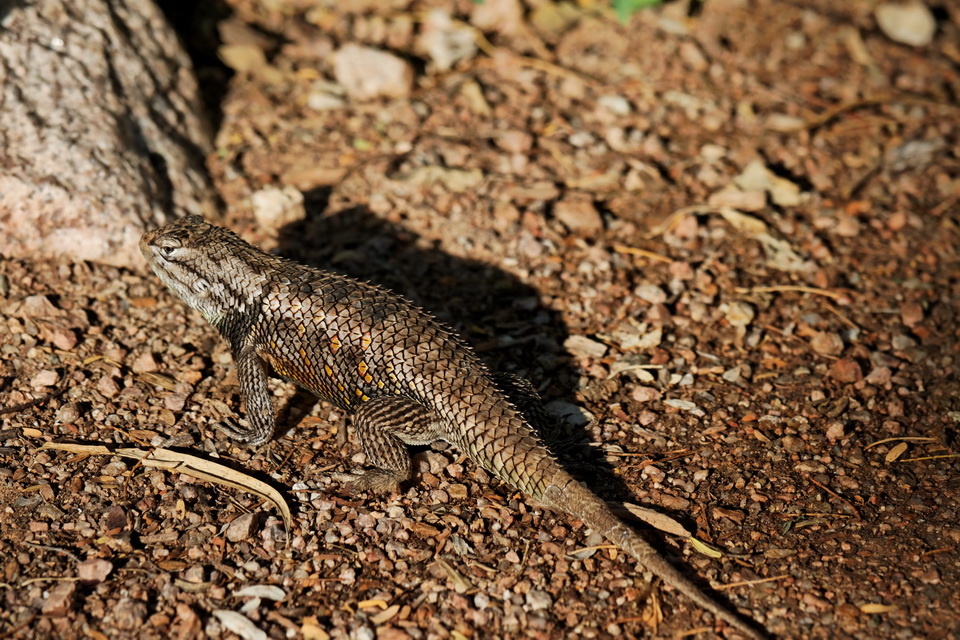 Lizard in Phoenix, Arizona