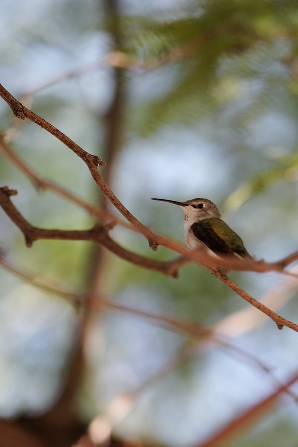 At Rest in Phoenix, Arizona