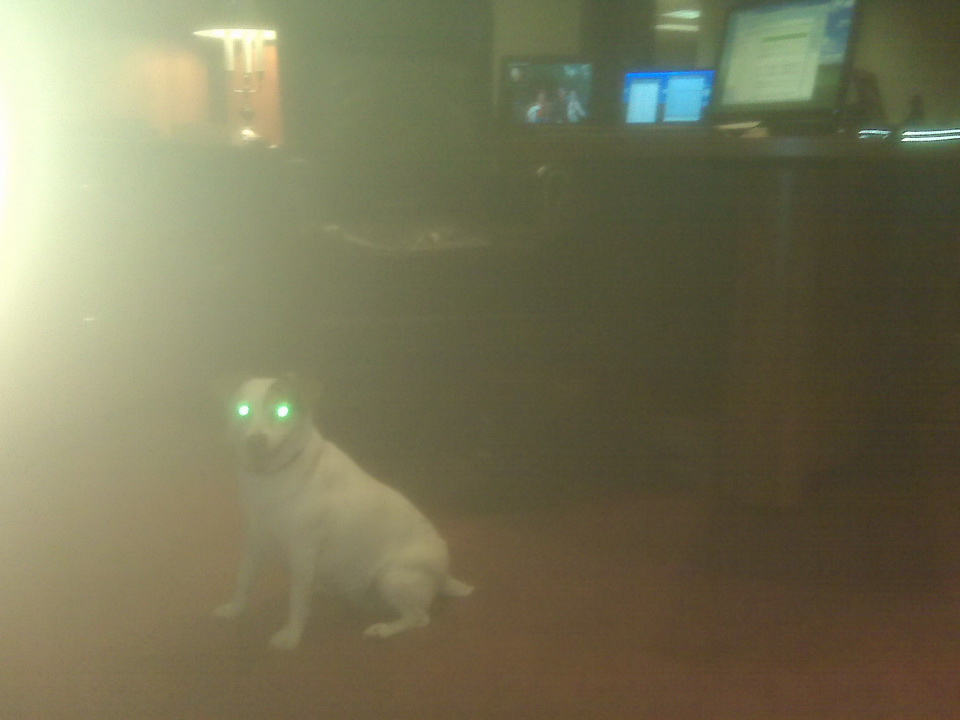 Devil Dog in Atlanta, Georgia