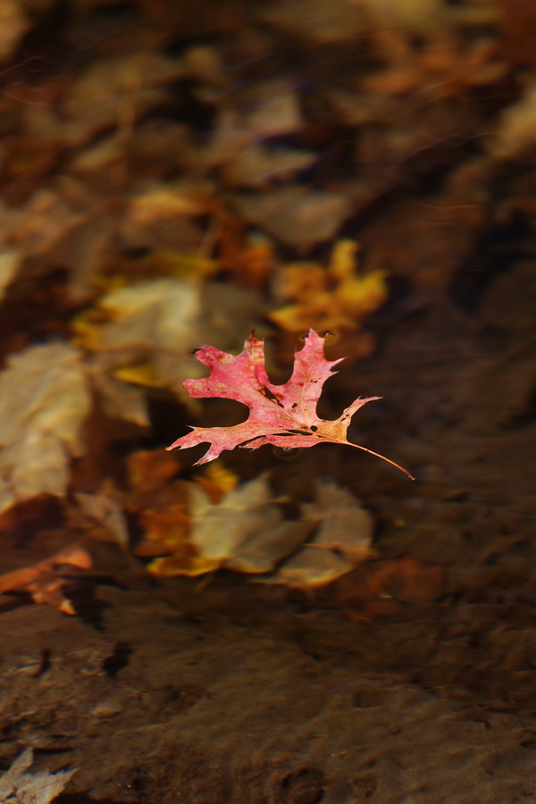 Floating in Highlands, North Carolina