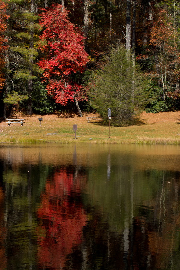 Bright Tree in Highlands, North Carolina