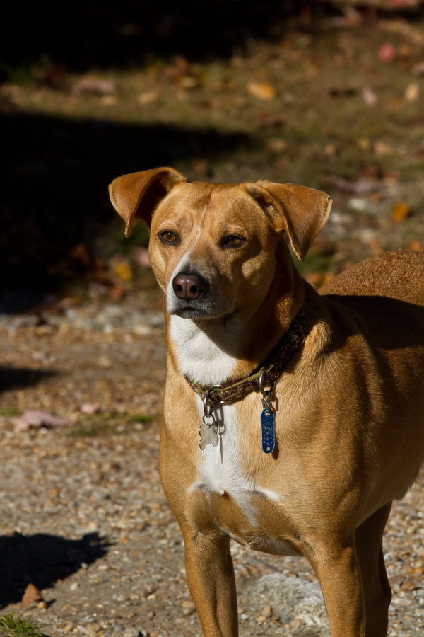 Country Pup in Highlands, North Carolina