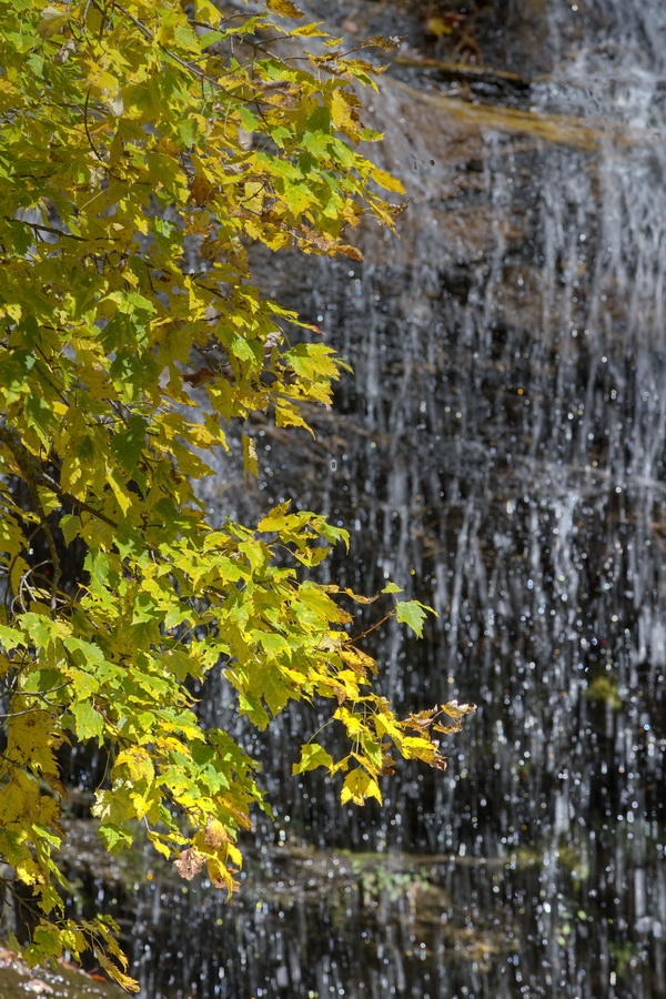 Tree and Water in Highlands, North Carolina