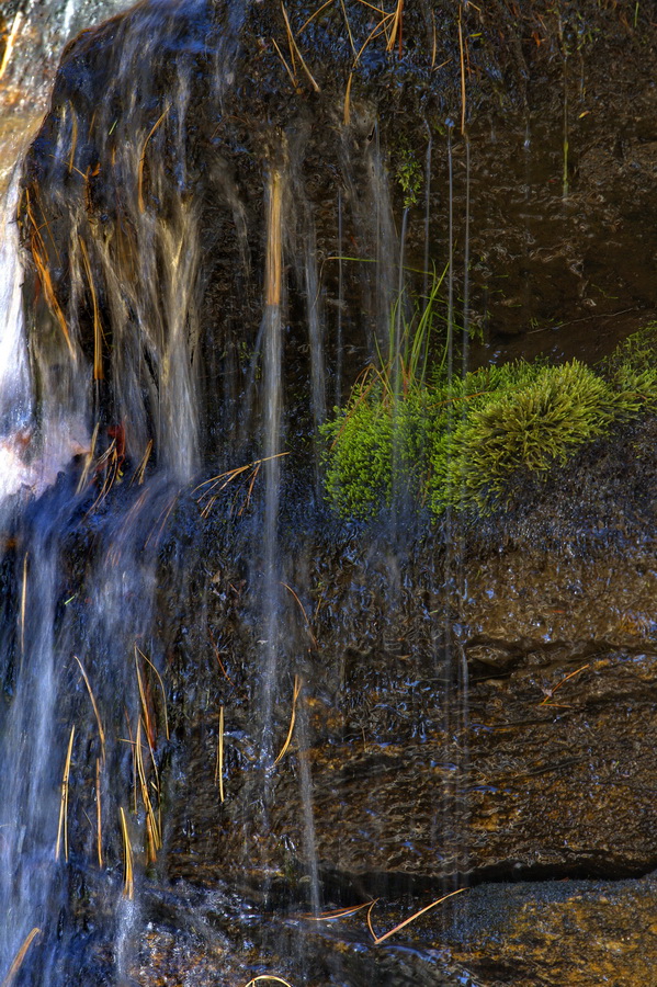 Well Watered Moss in Highlands, North Carolina