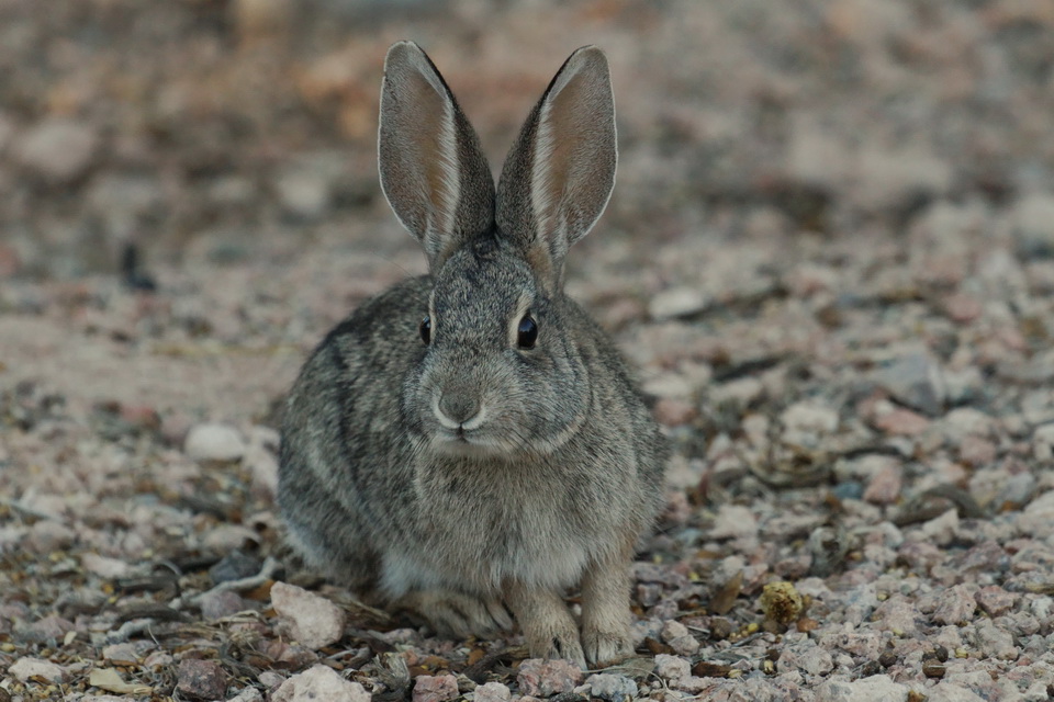 So Cute in Phoenix, Arizona