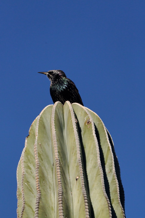 Pretty Perch in Phoenix, Arizona