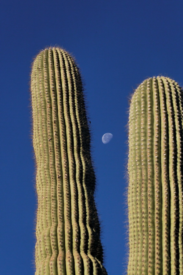 Moon Shot in Phoenix, Arizona