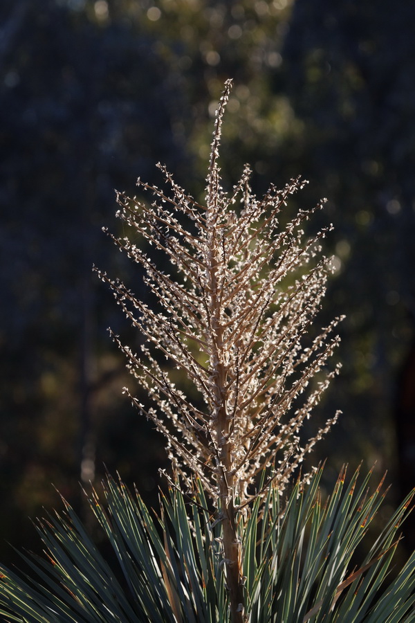 Yucca in Light in Phoenix, Arizona