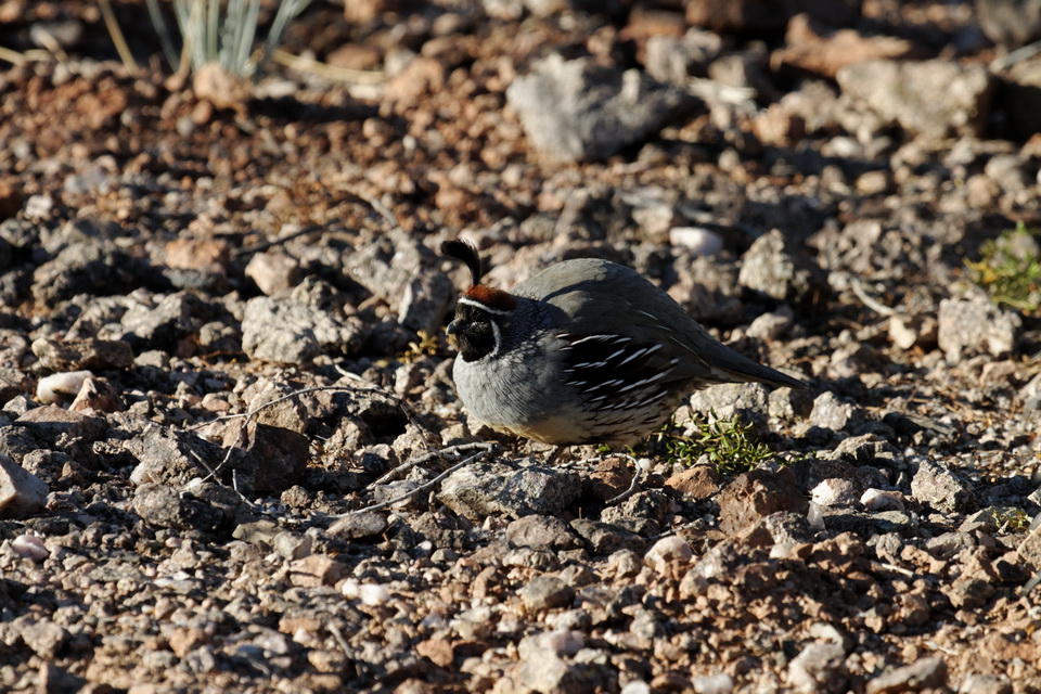 Chubby Quail in Phoenix, Arizona