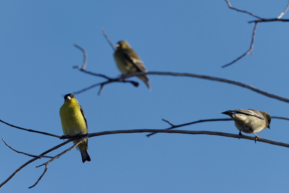 Bird Study in Phoenix, Arizona
