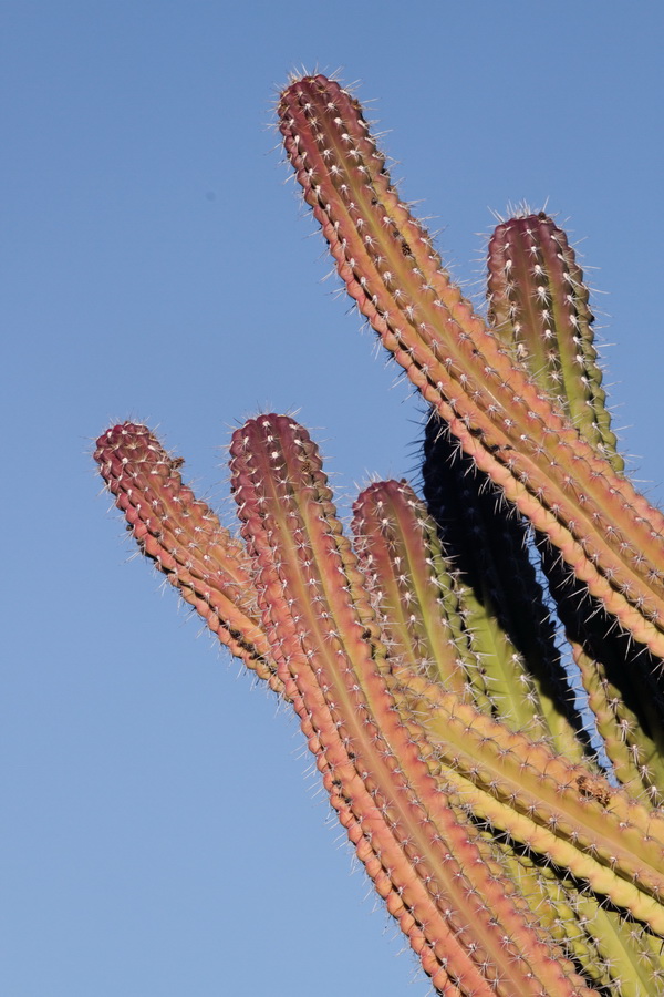 Colorful Cactus in Phoenix, Arizona