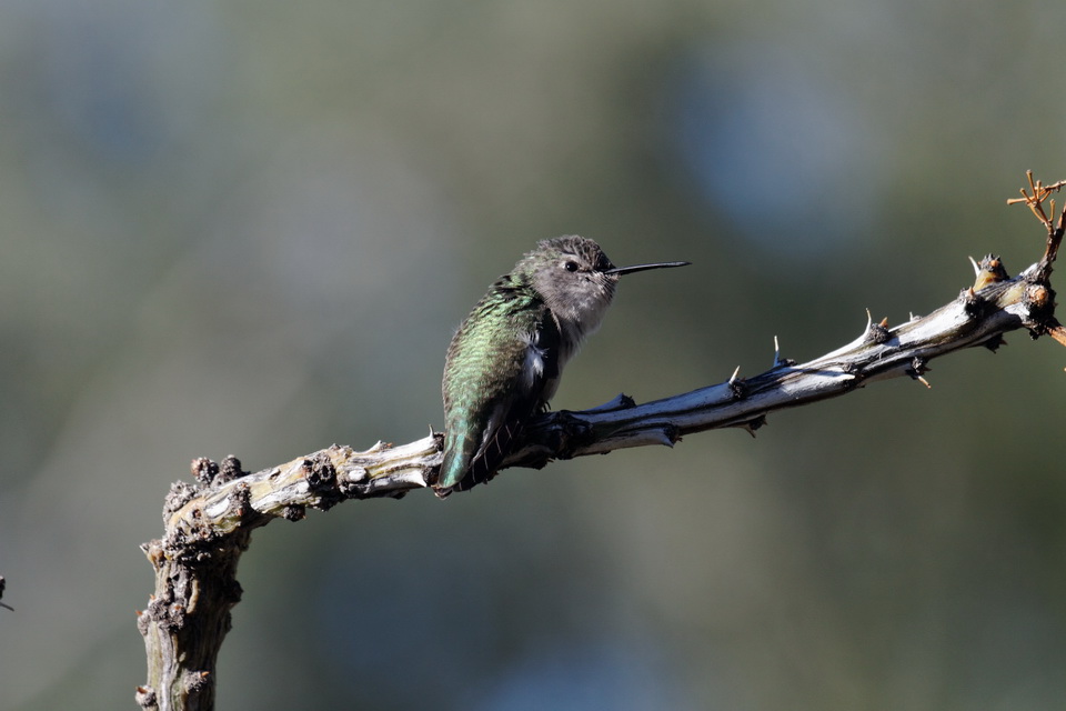 Resting in Phoenix, Arizona