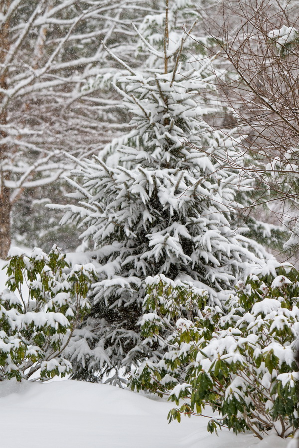 Snow Trees in Highlands, North Carolina