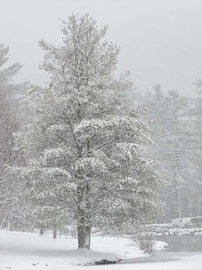 Snow Tree in Highlands, North Carolina