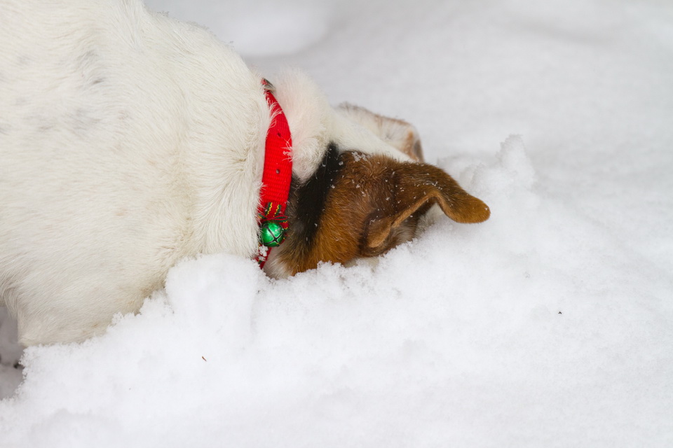 What Is Under the Snow? in Highlands, North Carolina