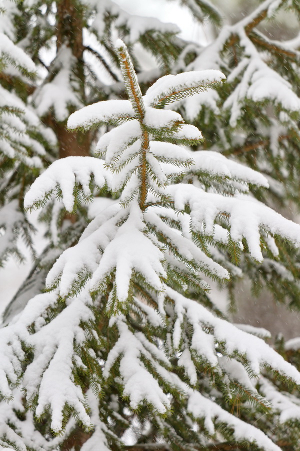 Snow Tipped in Highlands, North Carolina