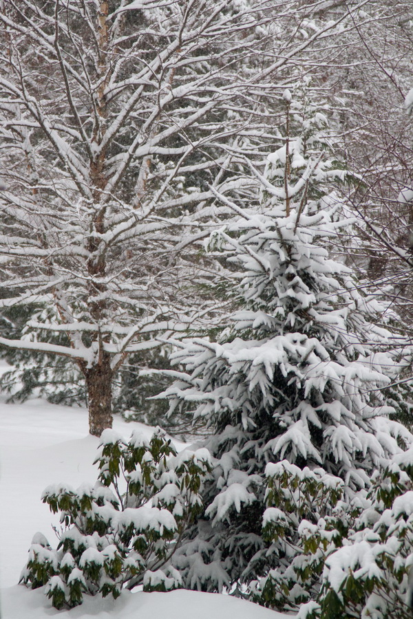 Snow Branches in Highlands, North Carolina