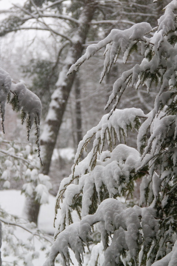 Heavy Snow in Highlands, North Carolina