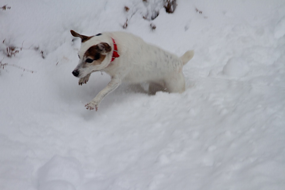 Snow Bunny in Highlands, North Carolina