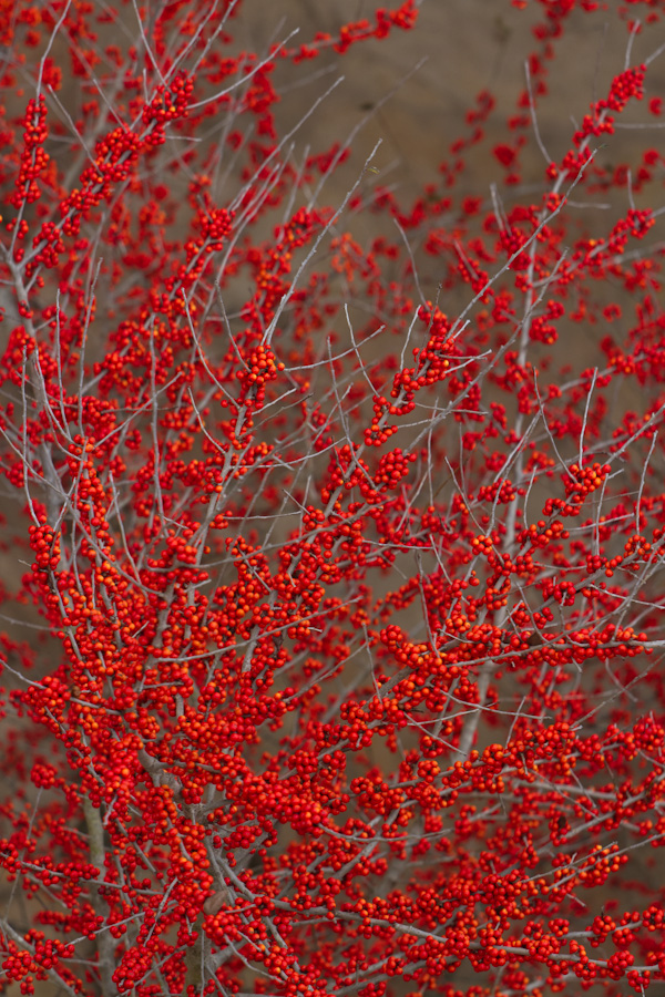 Lots of Berries in Austin, Texas