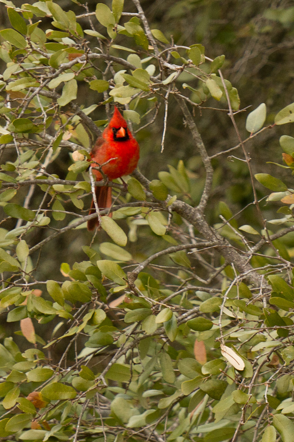 Texas Cardinal in Austin, Texas