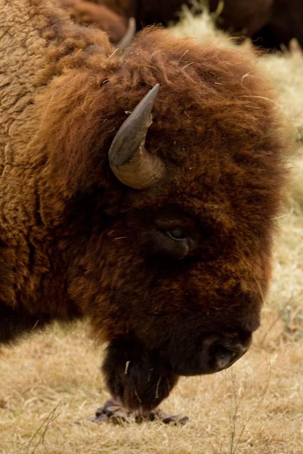 LBJ Buffalo in Johnson City, Texas