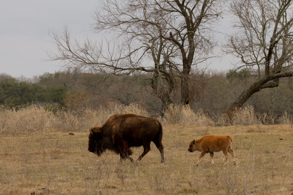 Little Buffalo in Johnson City, Texas