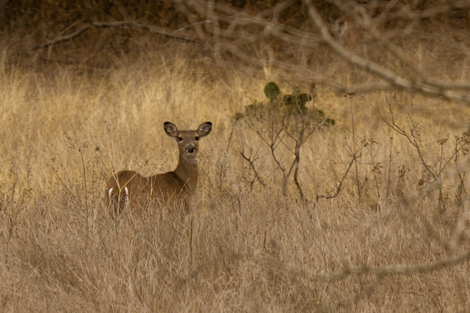 Hey You Looking at Me? in Johnson City, Texas