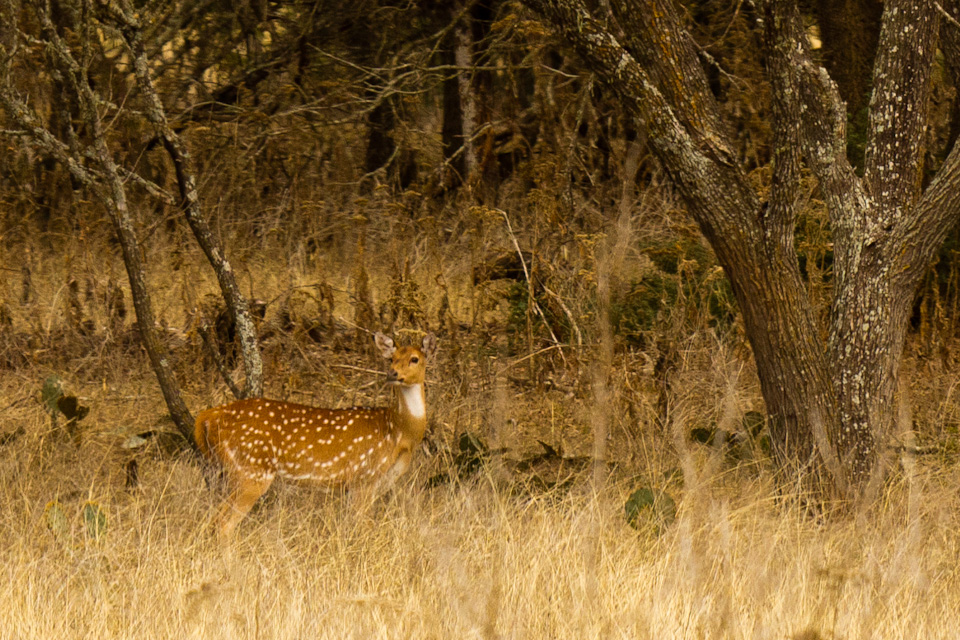 Forest Fawn in Johnson City, Texas