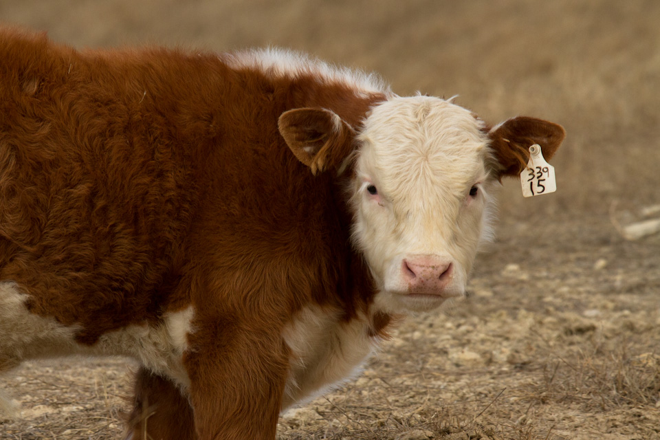 Pretty as a Hereford  in Johnson City, Texas