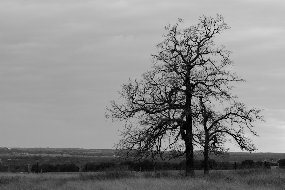 Hill Country Tree in Johnson City, Texas