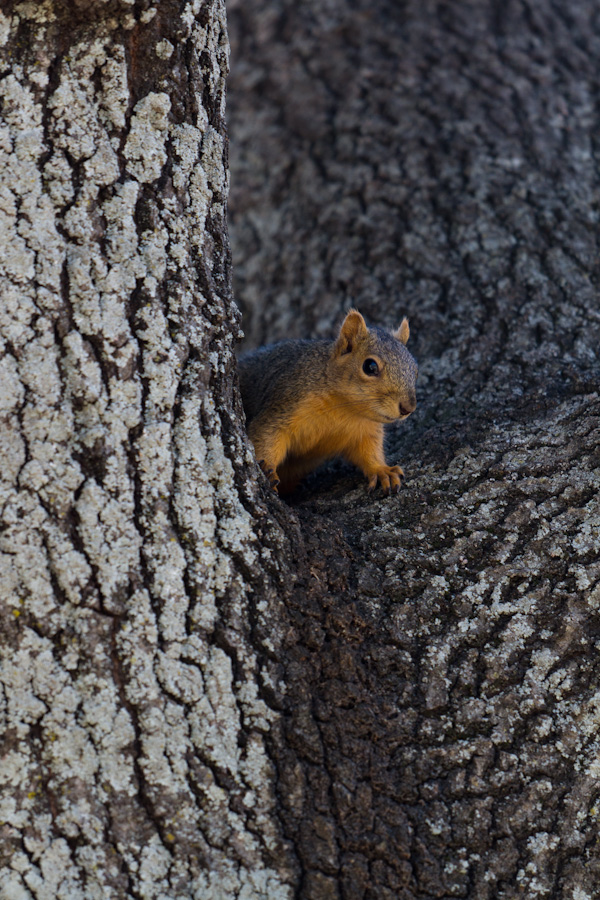 Texas Squirrel in Austin, Texas
