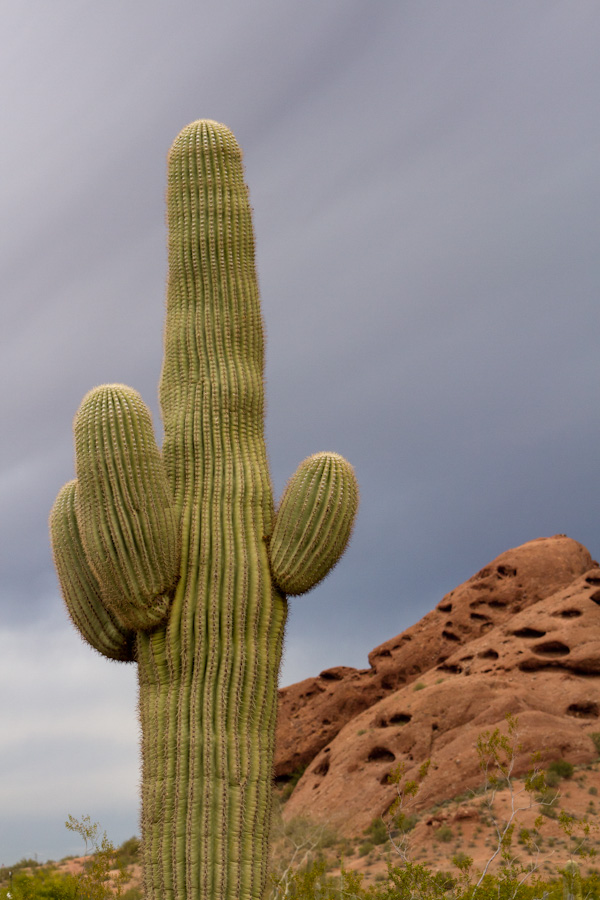 Sentinel in Phoenix, Arizona