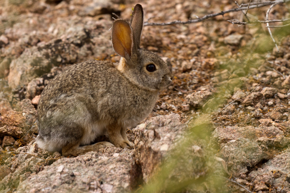 Desert Fur Ball in Phoenix, Arizona
