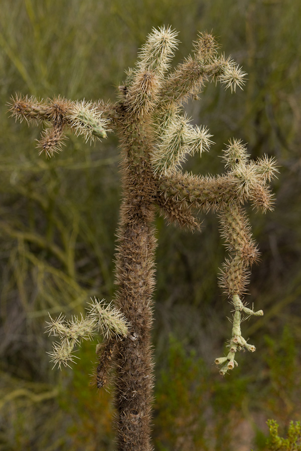 Skinny Cholla in Phoenix, Arizona