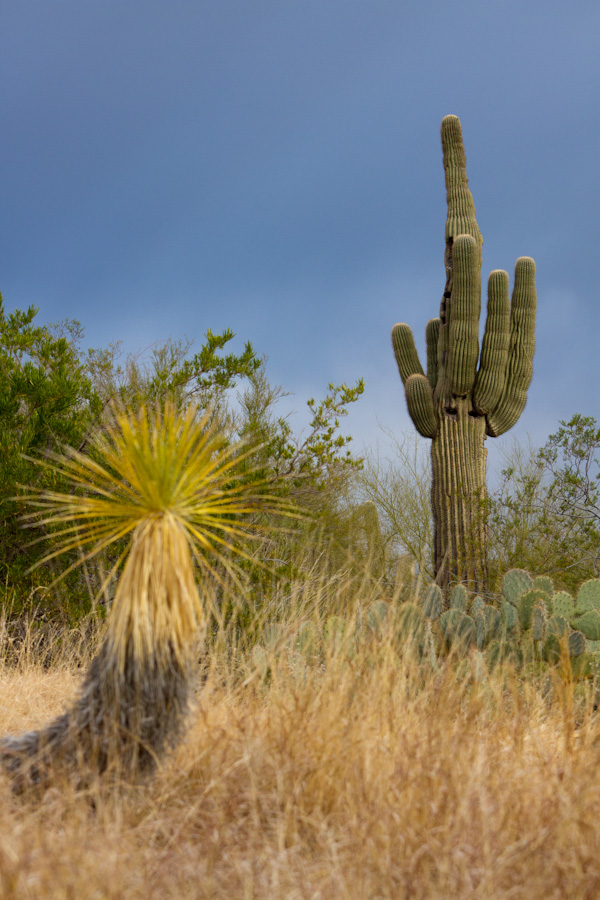 Cactus in Phoenix, Arizona