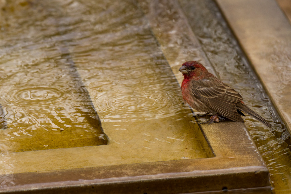 Stopping for a Drink in Phoenix, Arizona