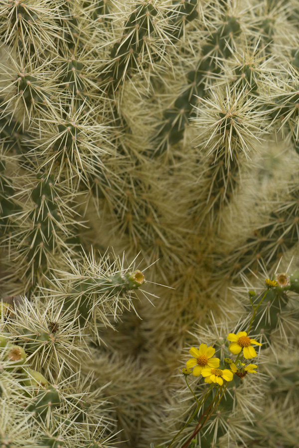 Prickly Flower Bed in Phoenix, Arizona