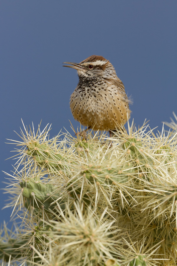 How Does He Stand There? in Phoenix, Arizona